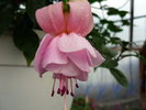 Fuchsia 1