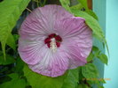 Hibiscus moscheutos roz