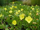 Oenothera