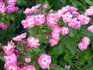 Phlox amoena variegata