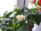 euphorbia milli alba