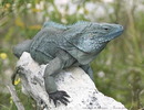 65_blue-iguana-jbinns