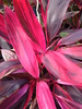 Cordyline Terminalis \'Purple Prince\'