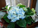 Hortensia