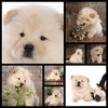 Chow-Chow-Dog-Wallpapers-Pack