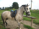 BETYAR