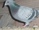 332307-10