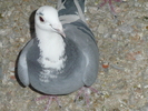 baltata 372309