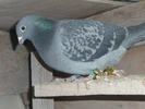pupaza