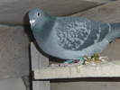 P1110668