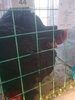 Image0389