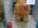 Image0417