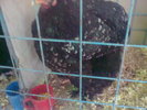 Image0425