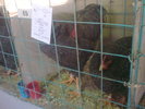 Image0430