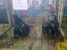 Image0438