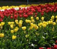 FIORI002