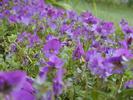 FIORI008