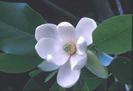 FIORI009