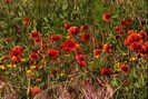 FIORI011