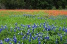 FIORI019