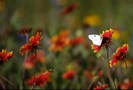 FIORI021