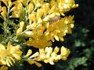 FIORI023