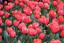 FIORI027
