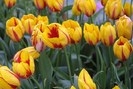 FIORI037