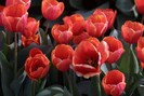 FIORI038