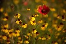 FIORI039