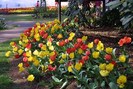 FIORI046