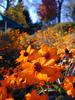 FIORI047