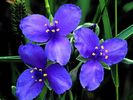 FIORI052