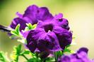 FIORI053