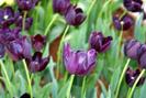 FIORI054