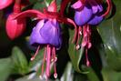 FIORI058