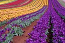 FIORI060