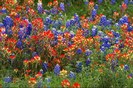 FIORI067