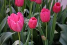 FIORI074