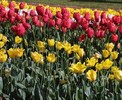 FIORI076