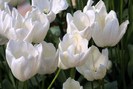 FIORI077