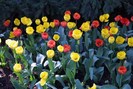 FIORI078