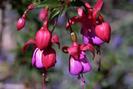FIORI080