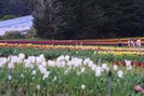 FIORI081