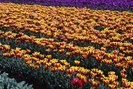 FIORI083