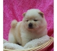 Chow-Chow