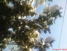 DSC07803
