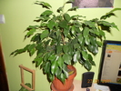 FICUS BENJAMIN