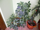 sefflera