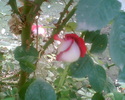 Gary015